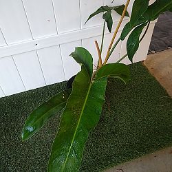 Mexican Philodendron Mexican Philodendron