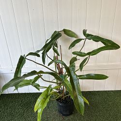 Mexican Philodendron Mexican Philodendron