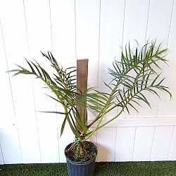 Philodendron tortum Philodendron tortum