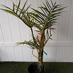 Philodendron tortum Philodendron tortum