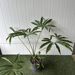 Philodendron goeldii Philodendron goeldii