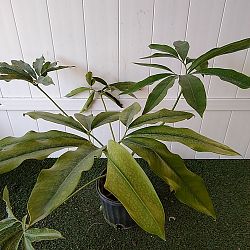 Philodendron goeldii Philodendron goeldii