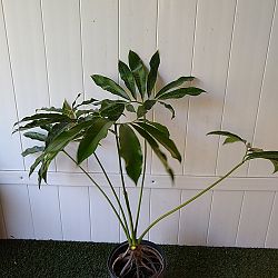 Philodendron goeldii Philodendron goeldii