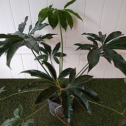 Philodendron goeldii Philodendron goeldii
