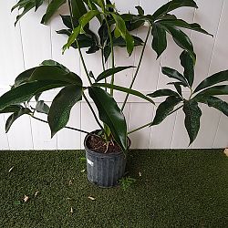 Philodendron goeldii Philodendron goeldii