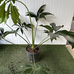 Philodendron goeldii Philodendron goeldii