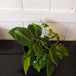 Philodendron Brasil Philodendron Brasil