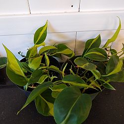 Philodendron Brasil Philodendron Brasil