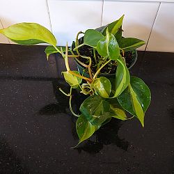 Philodendron Brasil Philodendron Brasil