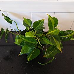 Philodendron Brasil Philodendron Brasil