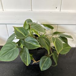 Philodendron Brasil Philodendron Brasil