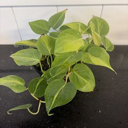 Philodendron Brasil Philodendron Brasil