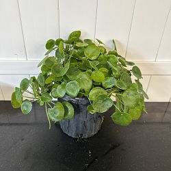 Pilea Chinese Money Plant Pilea Chinese Money Plant