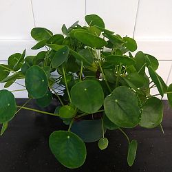 Pilea Chinese Money Plant Pilea Chinese Money Plant