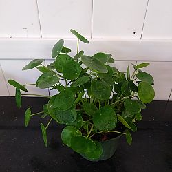 Pilea Chinese Money Plant Pilea Chinese Money Plant