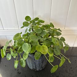 Pilea Chinese Money Plant Pilea Chinese Money Plant