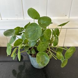 Pilea Chinese Money Plant Pilea Chinese Money Plant