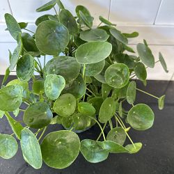 Pilea Chinese Money Plant Pilea Chinese Money Plant
