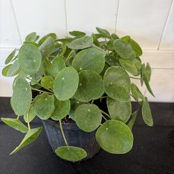 Pilea Chinese Money Plant Pilea Chinese Money Plant