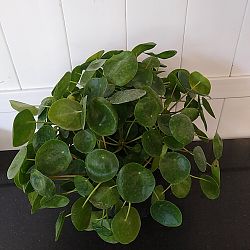Pilea Chinese Money Plant Pilea Chinese Money Plant