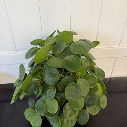 Pilea Chinese Money Plant Pilea Chinese Money Plant