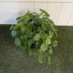 Pilea Chinese Money Plant Pilea Chinese Money Plant