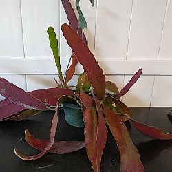 Rhipsalis Ramulosa 'Red Coral' Rhipsalis Ramulosa 'Red Coral'