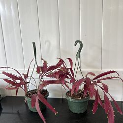 Rhipsalis Ramulosa 'Red Coral' Rhipsalis Ramulosa 'Red Coral'