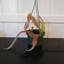 Rhipsalis Ramulosa 'Red Coral' Rhipsalis Ramulosa 'Red Coral'