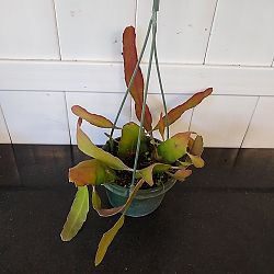 Rhipsalis Ramulosa 'Red Coral' Rhipsalis Ramulosa 'Red Coral'