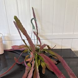 Rhipsalis Ramulosa 'Red Coral' Rhipsalis Ramulosa 'Red Coral'