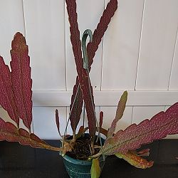 Rhipsalis Ramulosa 'Red Coral' Rhipsalis Ramulosa 'Red Coral'