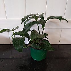 Rhaphidophora decursiva Rhaphidophora decursiva