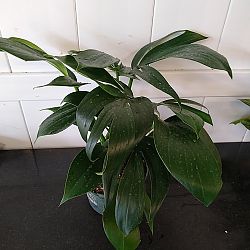 Rhaphidophora decursiva Rhaphidophora decursiva