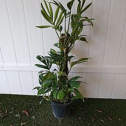 Rhaphidophora decursiva Rhaphidophora decursiva