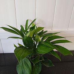 Rhaphidophora decursiva Rhaphidophora decursiva