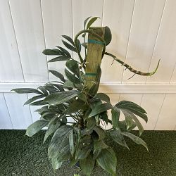 Rhaphidophora decursiva Rhaphidophora decursiva