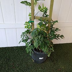 Monstera 'Ginny' Monstera 'Ginny'