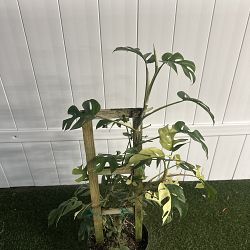 Monstera 'Ginny' Monstera 'Ginny'