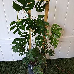Monstera 'Ginny' Monstera 'Ginny'