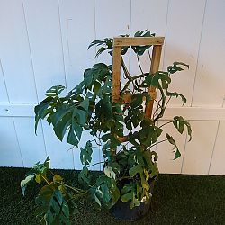 Monstera 'Ginny' Monstera 'Ginny'