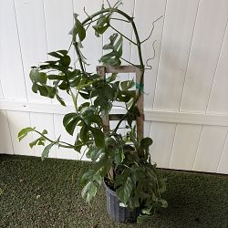 Monstera 'Ginny' Monstera 'Ginny'