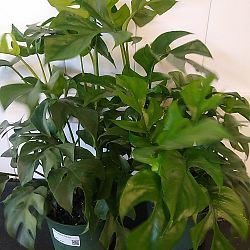 Monstera 'Ginny' Monstera 'Ginny'
