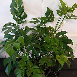 Monstera 'Ginny' Monstera 'Ginny'