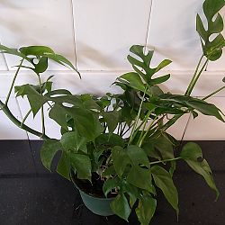 Monstera 'Ginny' Monstera 'Ginny'