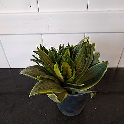 Sansevieria trifasciata 'Hahnii Silver Frost' Sansevieria trifasciata 'Hahnii Silver Frost'