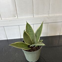 Sansevieria trifasciata 'Hahnii Silver Frost' Sansevieria trifasciata 'Hahnii Silver Frost'