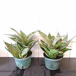 Sansevieria trifasciata 'Hahnii Silver Frost' Sansevieria trifasciata 'Hahnii Silver Frost'