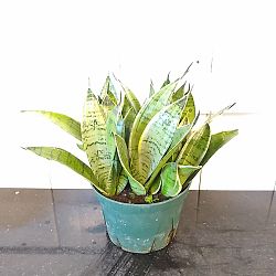 Sansevieria trifasciata 'Hahnii Silver Frost' Sansevieria trifasciata 'Hahnii Silver Frost'