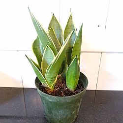 Sansevieria trifasciata 'Hahnii Silver Frost' Sansevieria trifasciata 'Hahnii Silver Frost'
